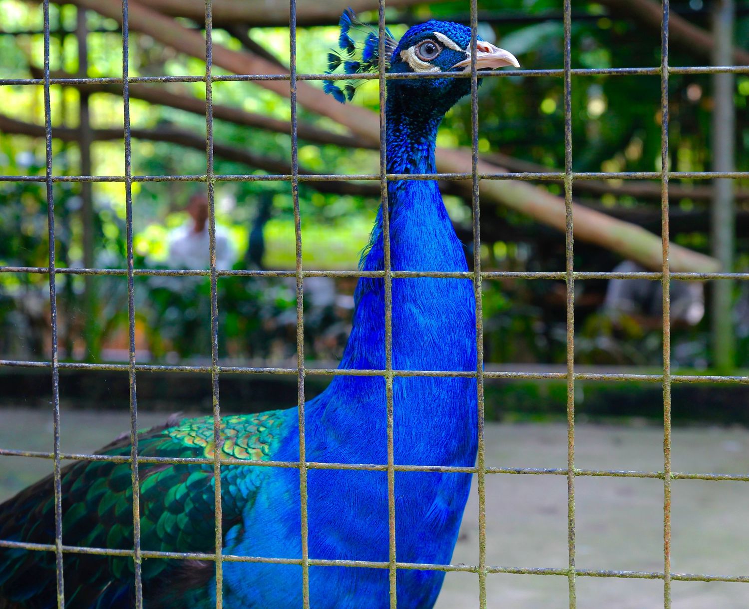 peacock