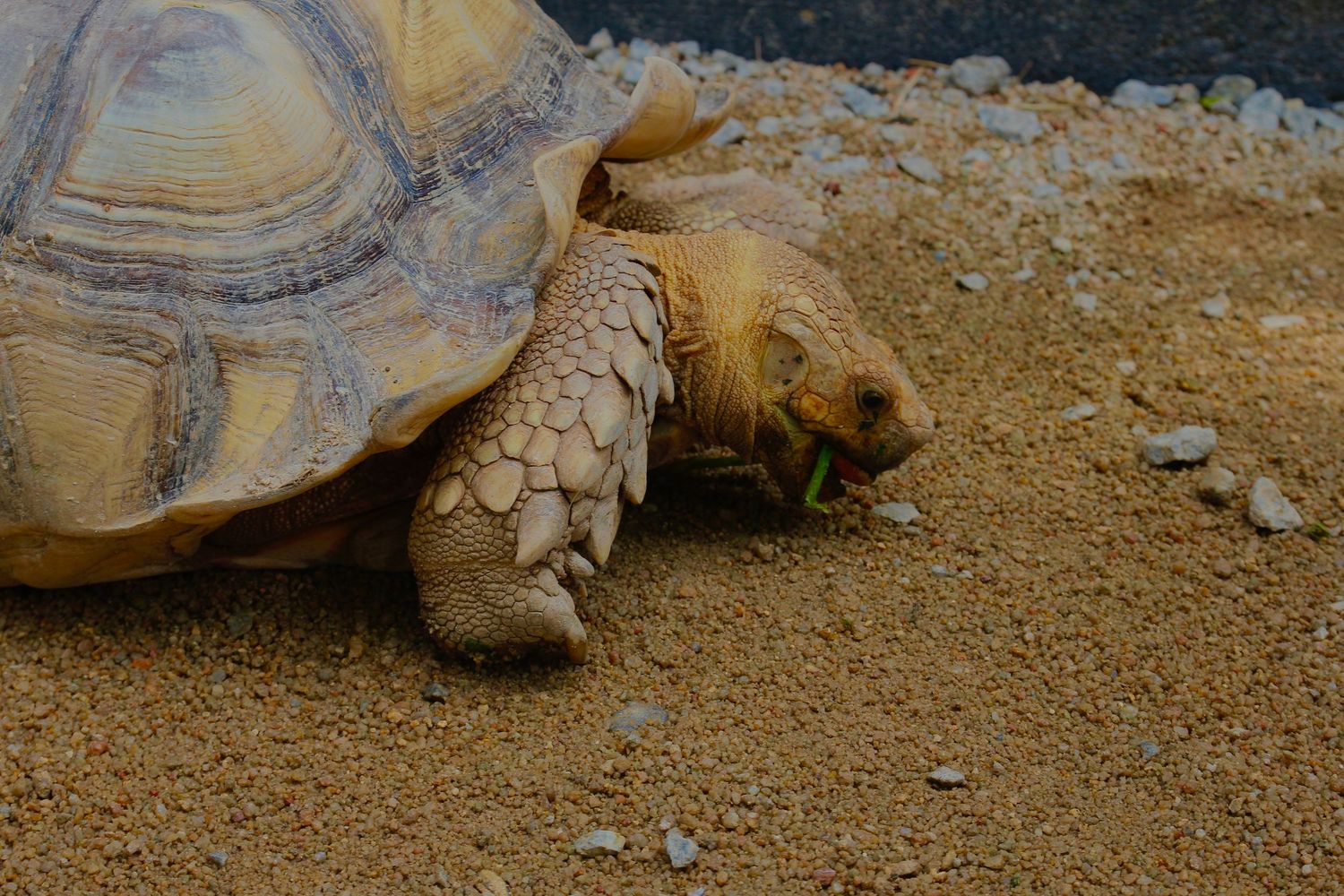 turtle