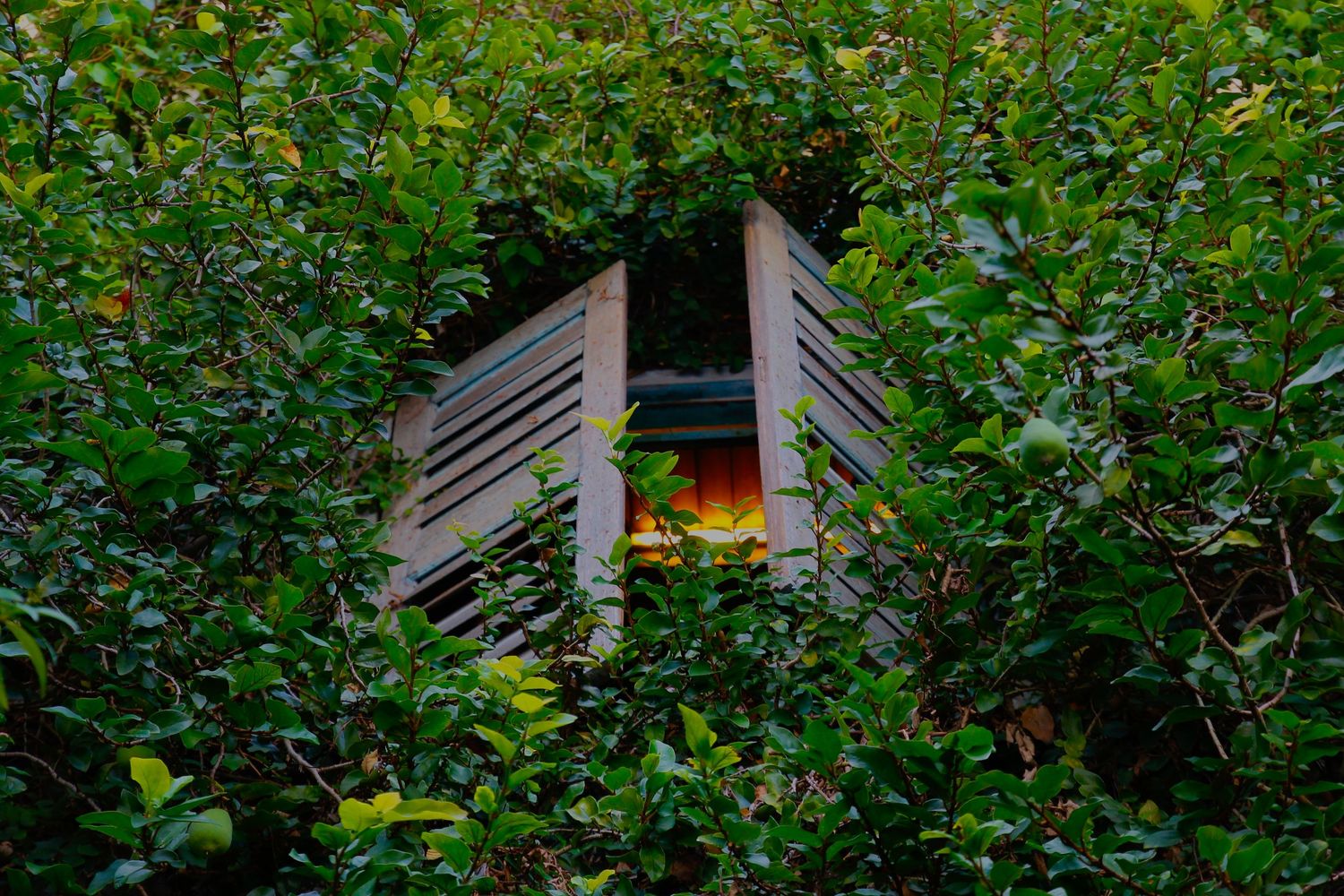 window surrounded by leaves
