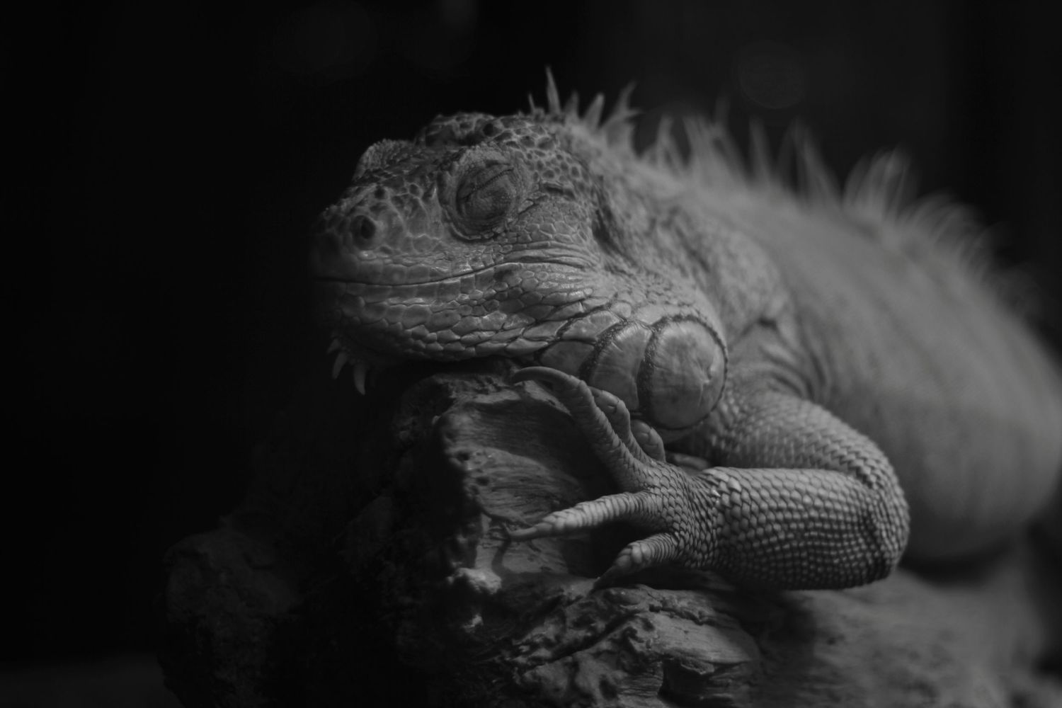 iguana