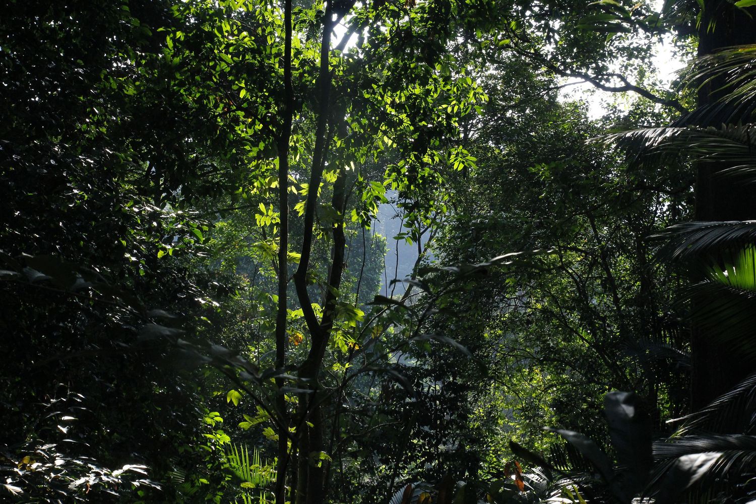 trees