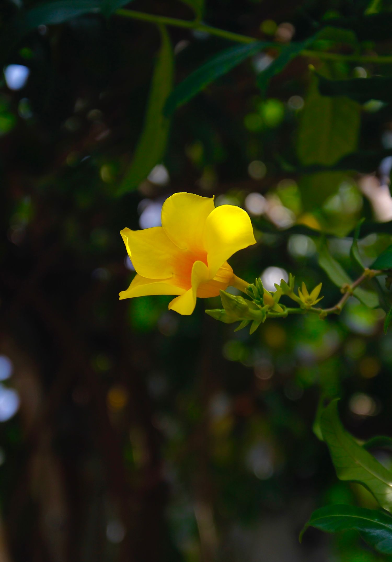 yellow flower