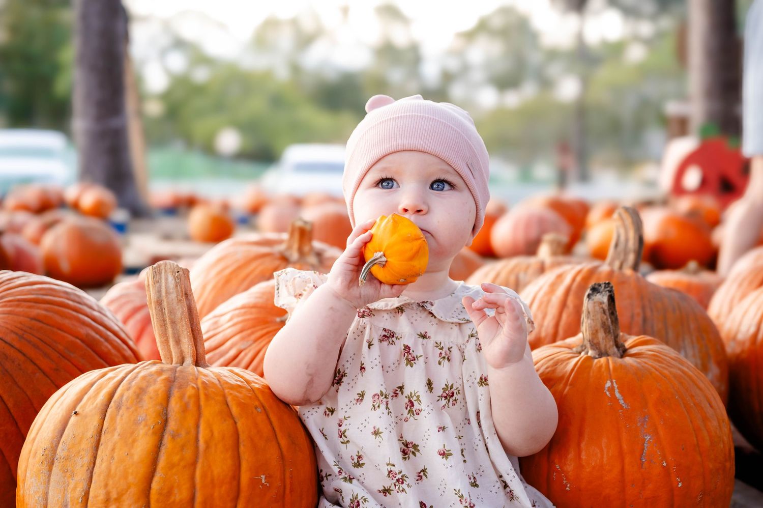 Baby in pink sits among bright orange pumpkins at a pumpkin patch mini sessions in Jacksonville, FL.