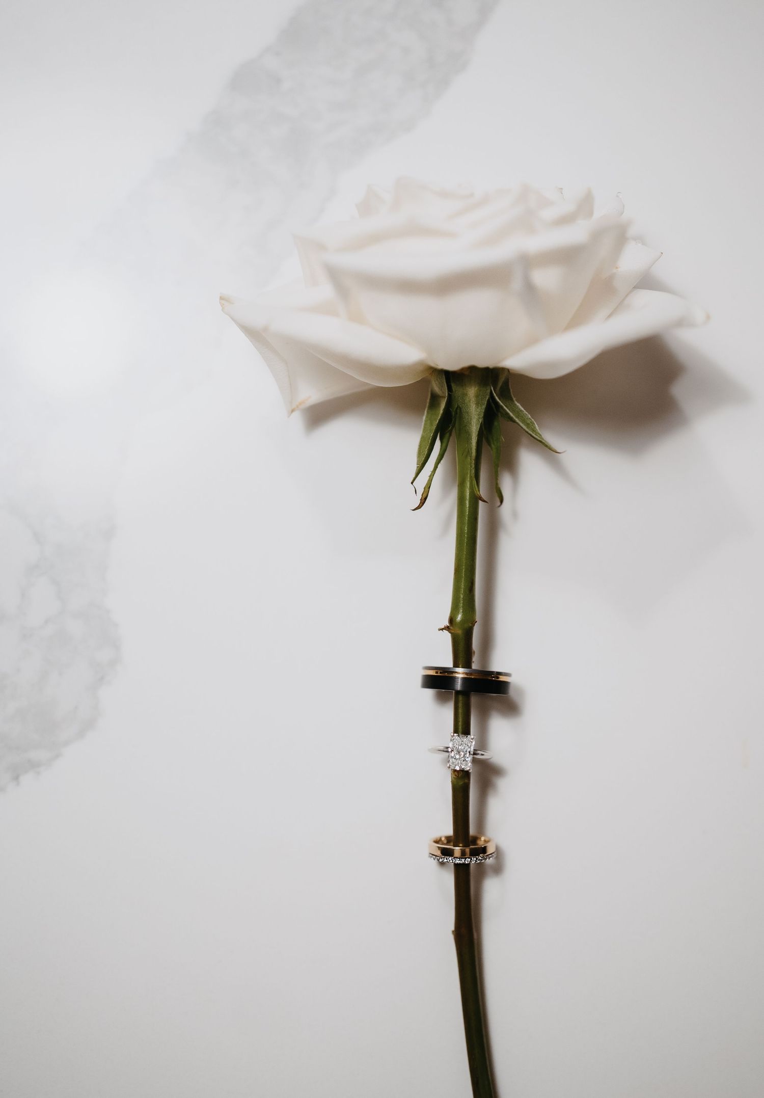 A single white rose stem with two metal clamps attached against a light gray background.
The Conservatory Blackberry Ridge