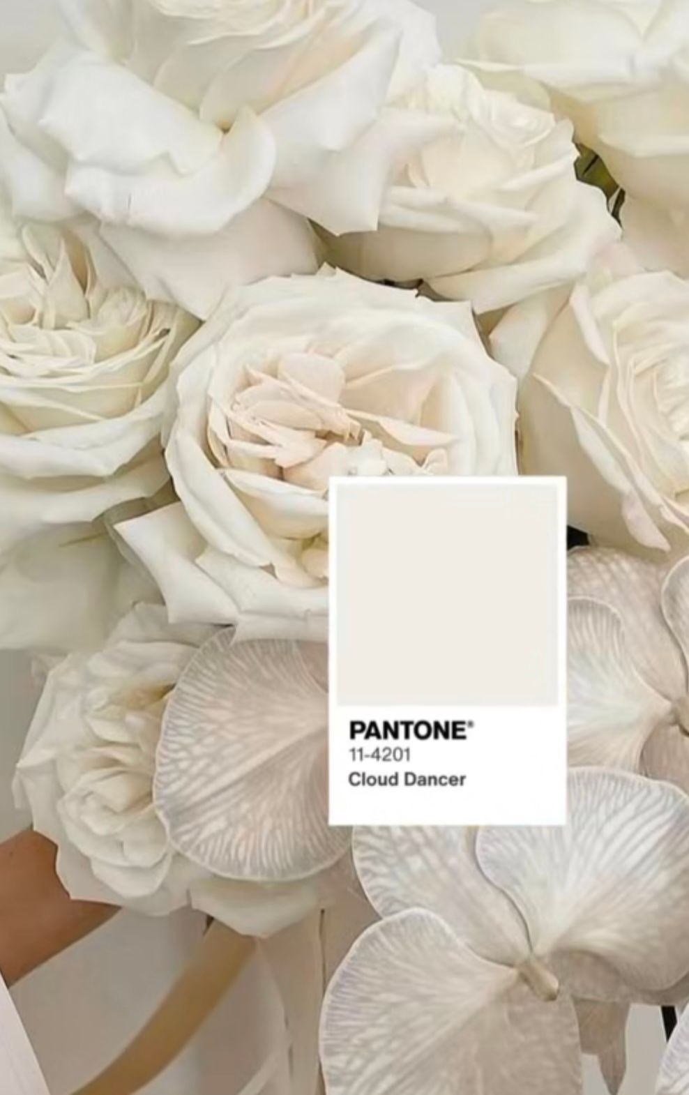 Delicate white roses and petals arranged with Pantone Cloud Dancer color swatch creating a soft, ethereal composition.