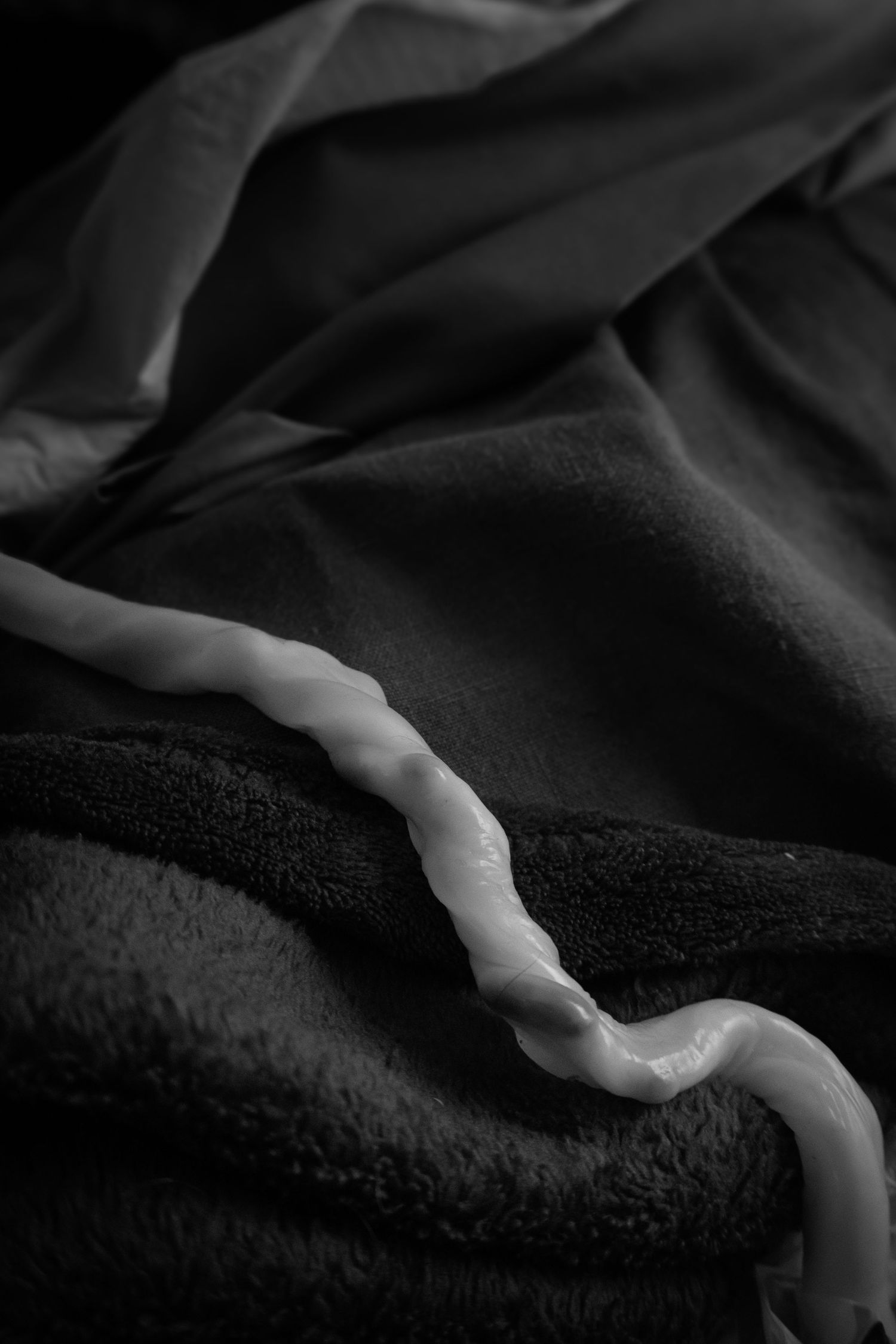 Coiled umbilical cord resting on soft fabric in black and white