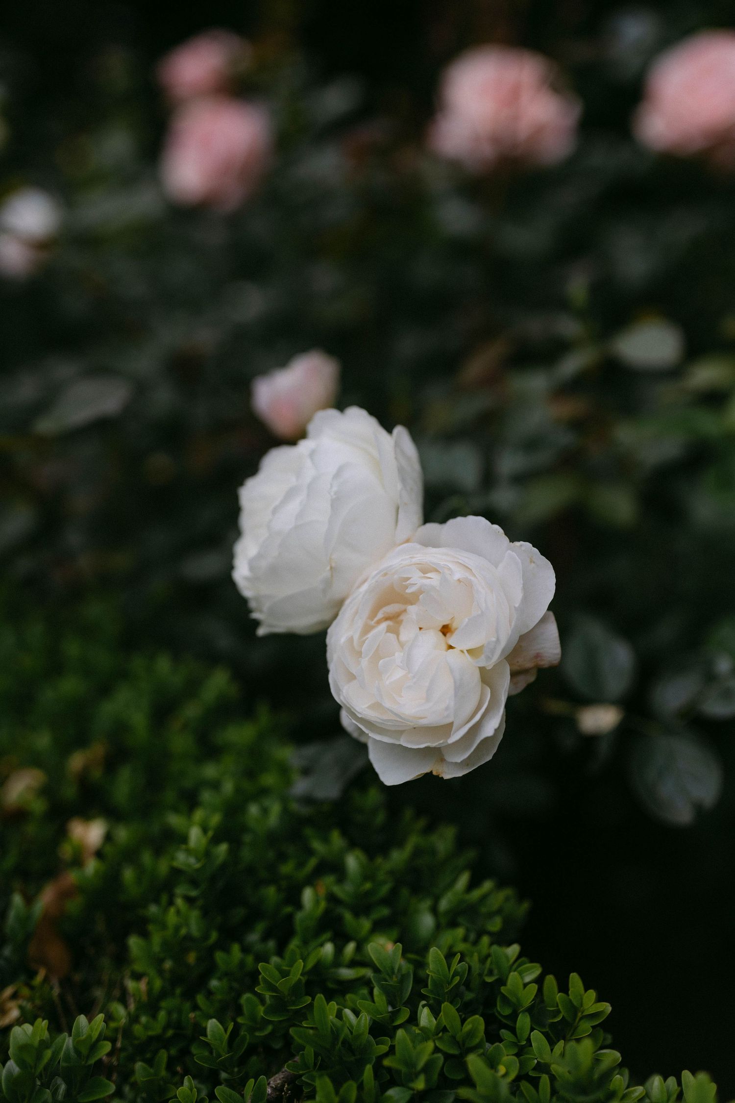 Close-up of white garden roses blooming against dark foliage.