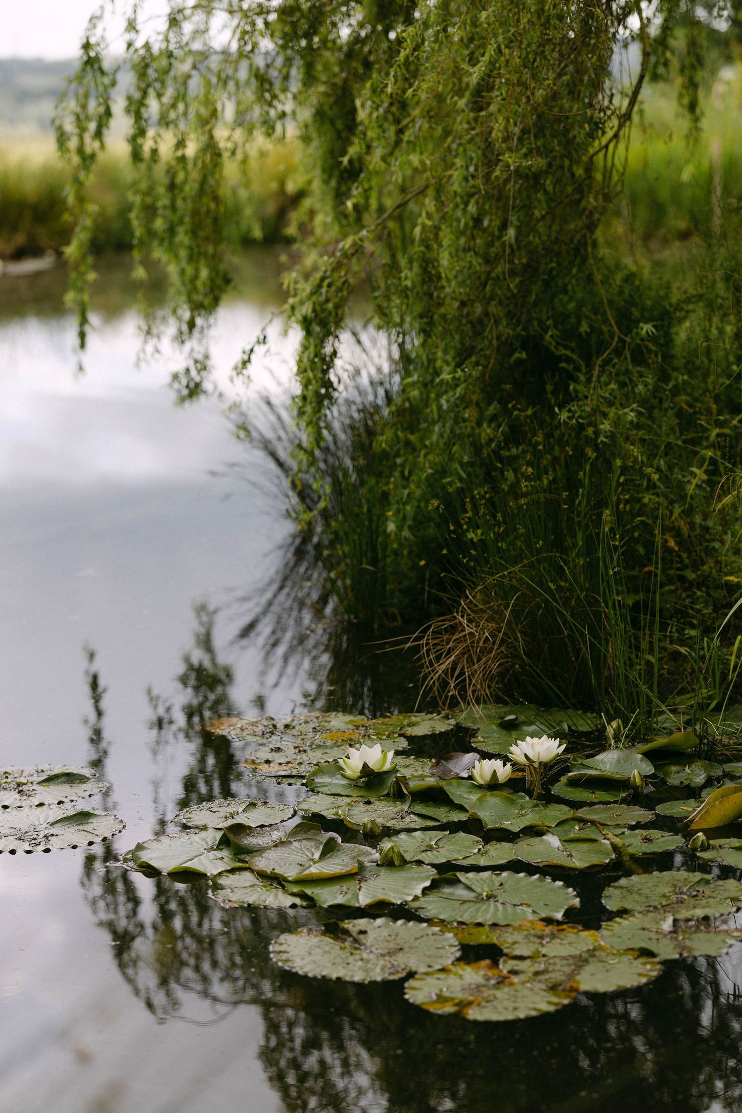 Serene lily pads floating on still water with willow tree reflections.