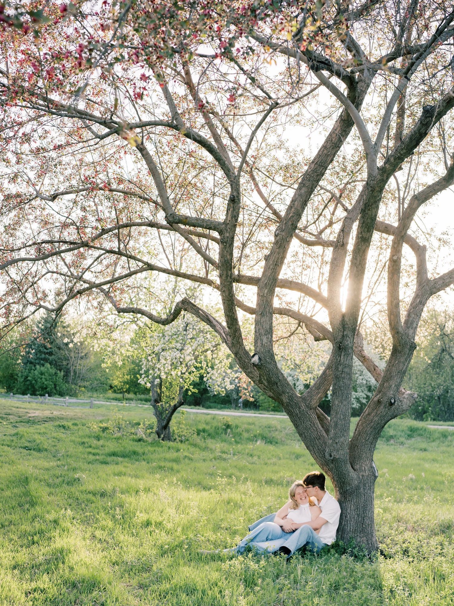 Couple sitting together under a blooming cherry blossom tree in a sunlit green meadow during golden hour.