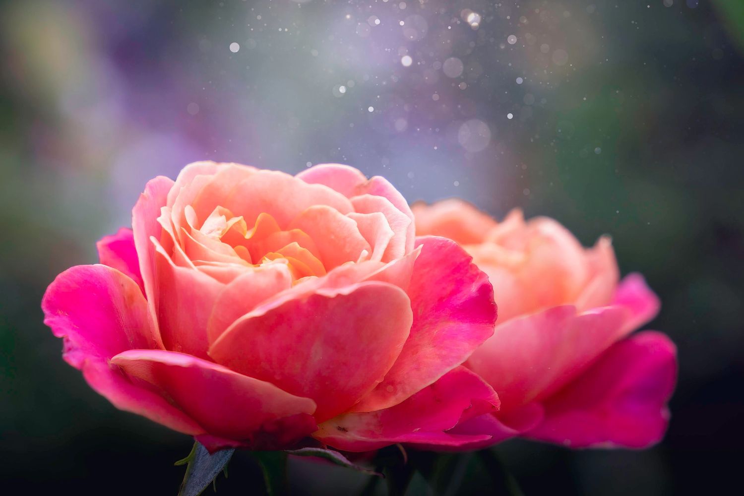 Beautiful pink rose bloom with soft bokeh background and sparkles glowing in dreamy lighting.