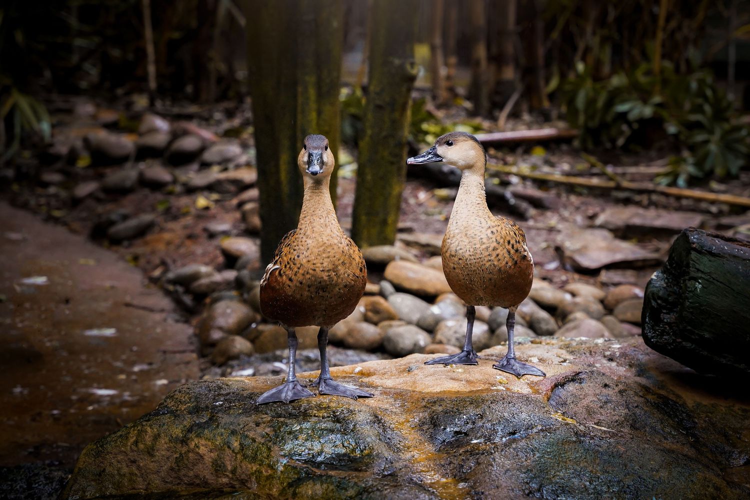 Two brown and white ducks standing together on rocks near a stream in a natural setting.
