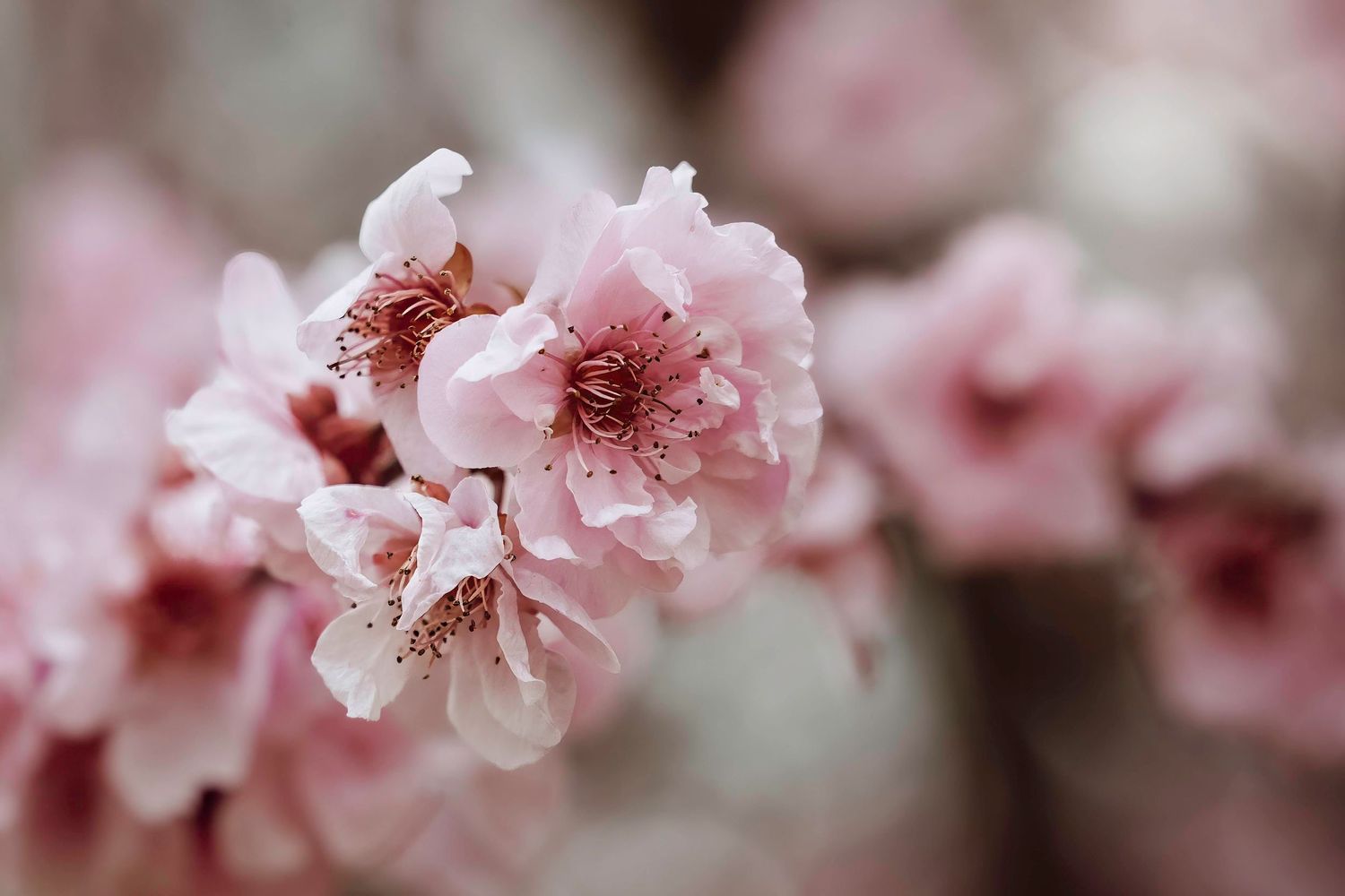 Delicate pink cherry blossoms with soft petals blooming in springtime with a dreamy blurred background.