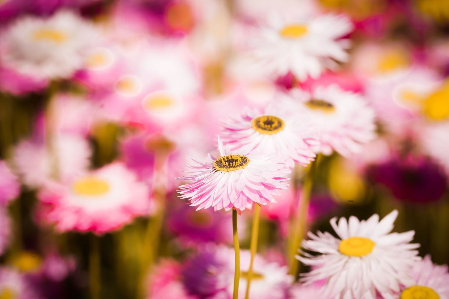 Pink and white daisies bloom in a colorful garden setting with soft bokeh background effect.