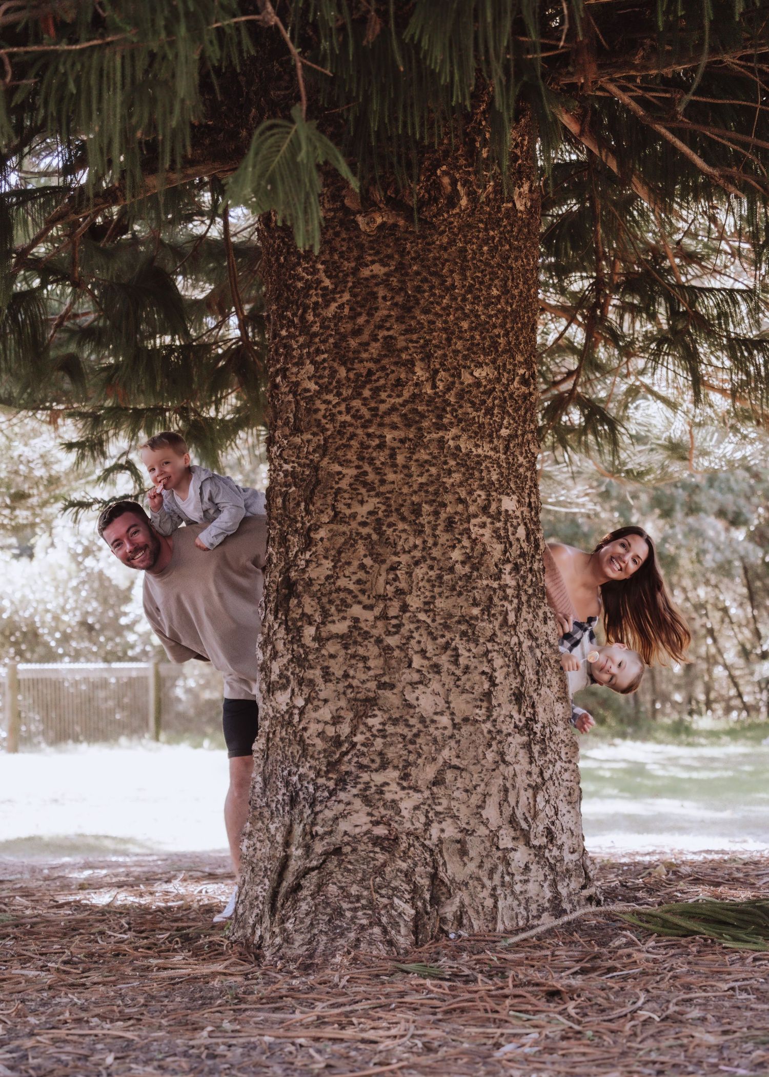 A sequence of playful photos showing someone peeking around a large evergreen tree trunk in a park setting.