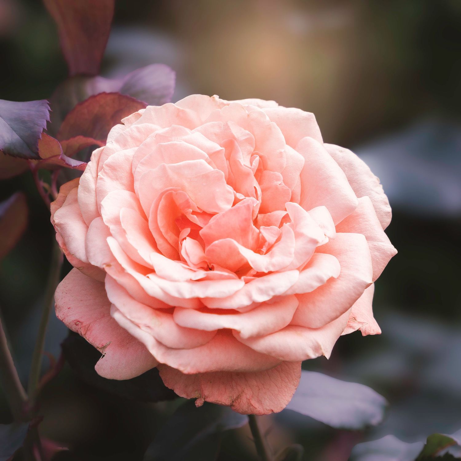 A delicate pink rose bloom opens gracefully with layered petals in a soft peach hue against a dark background.