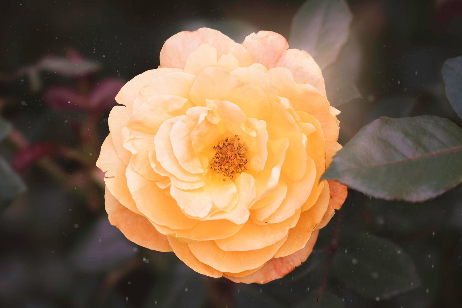 A delicate peach-colored rose in full bloom displays layered petals and a golden center against a dark background.