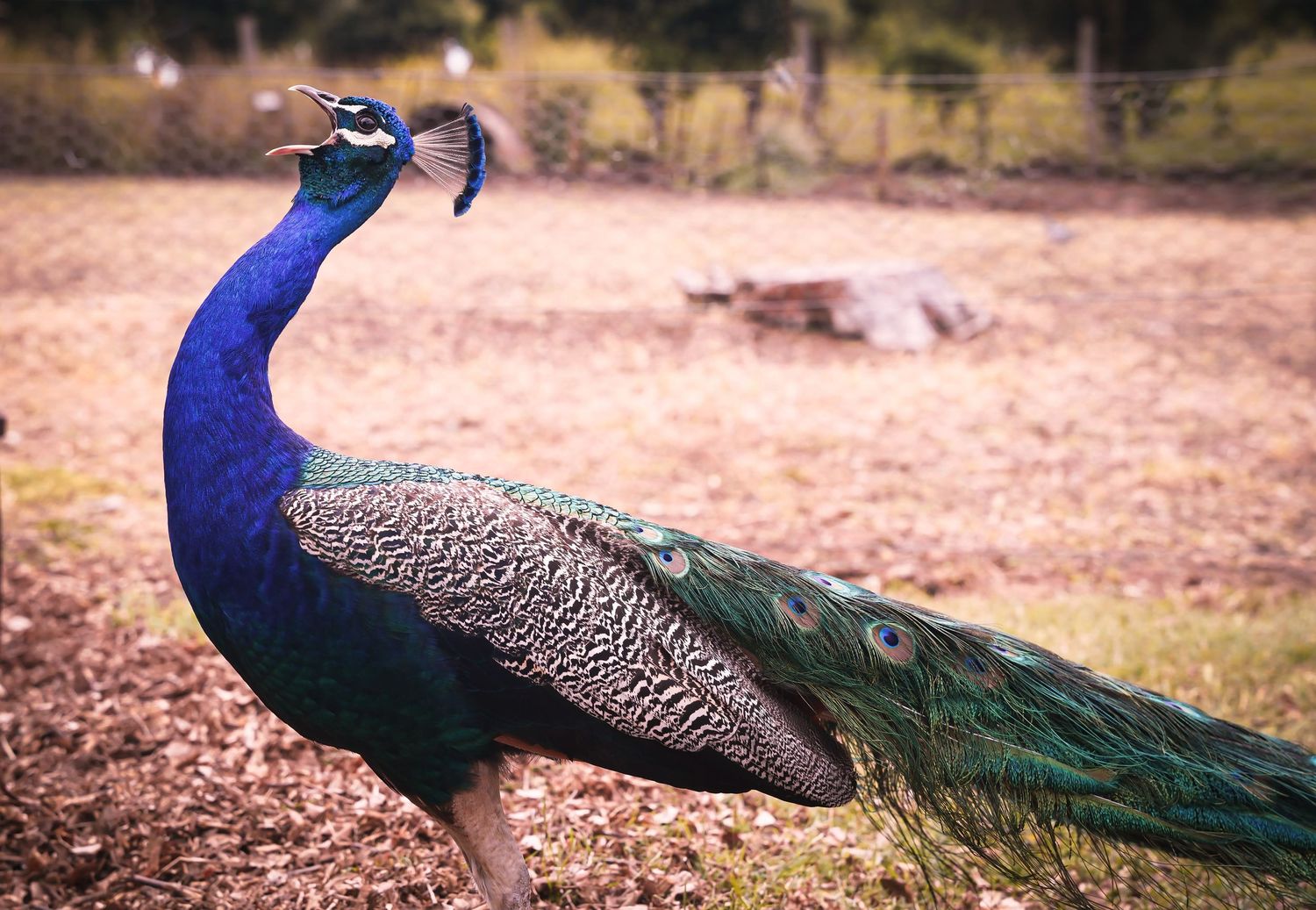 A majestic blue peacock with iridescent feathers stands in profile on gravel ground in a nature setting.