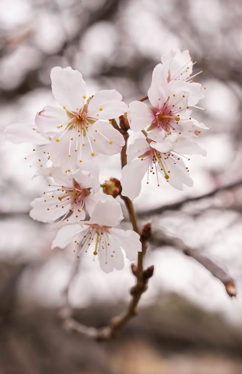 Delicate white cherry blossoms with pink centers and golden stamens bloom on a branch against a soft blurred background.