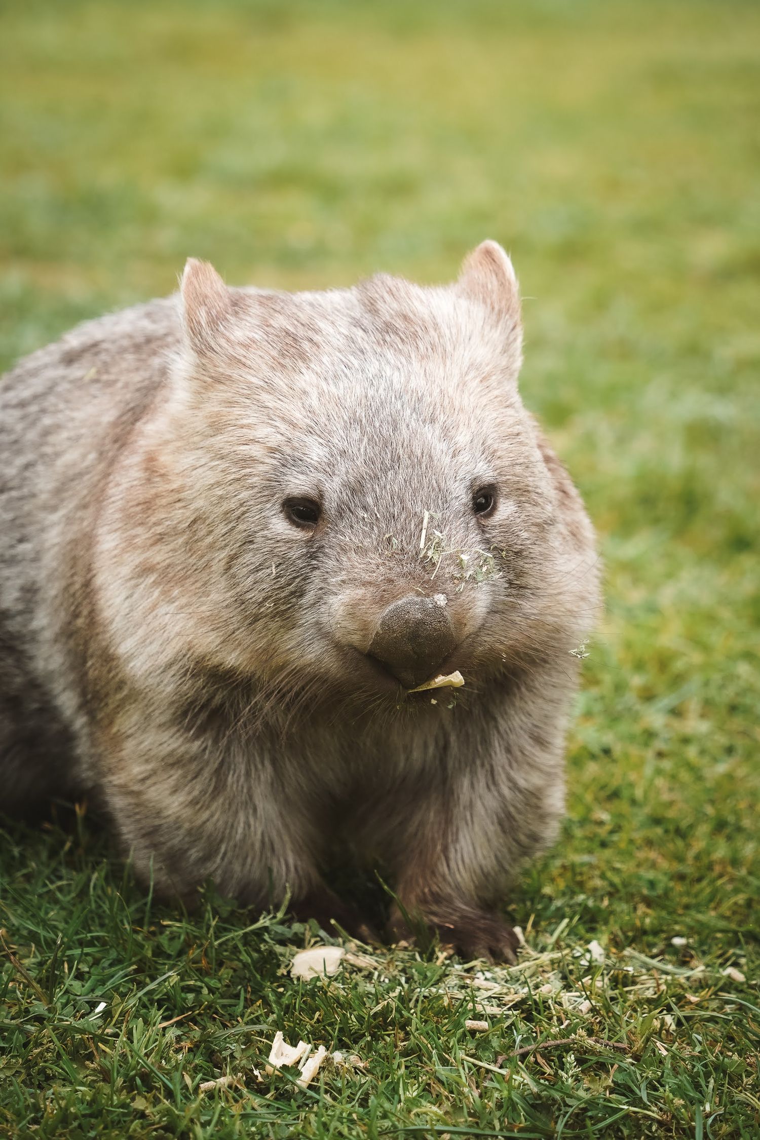 Close-up view of a plump wombat walking on grass in a series of sequential photographs showing its movement.
