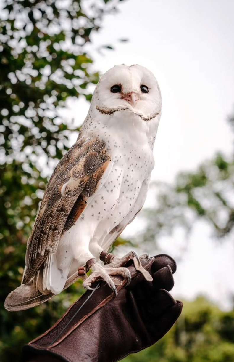 A white barn owl perches on a leather falconer's glove showing its distinctive heart-shaped face and speckled feathers.