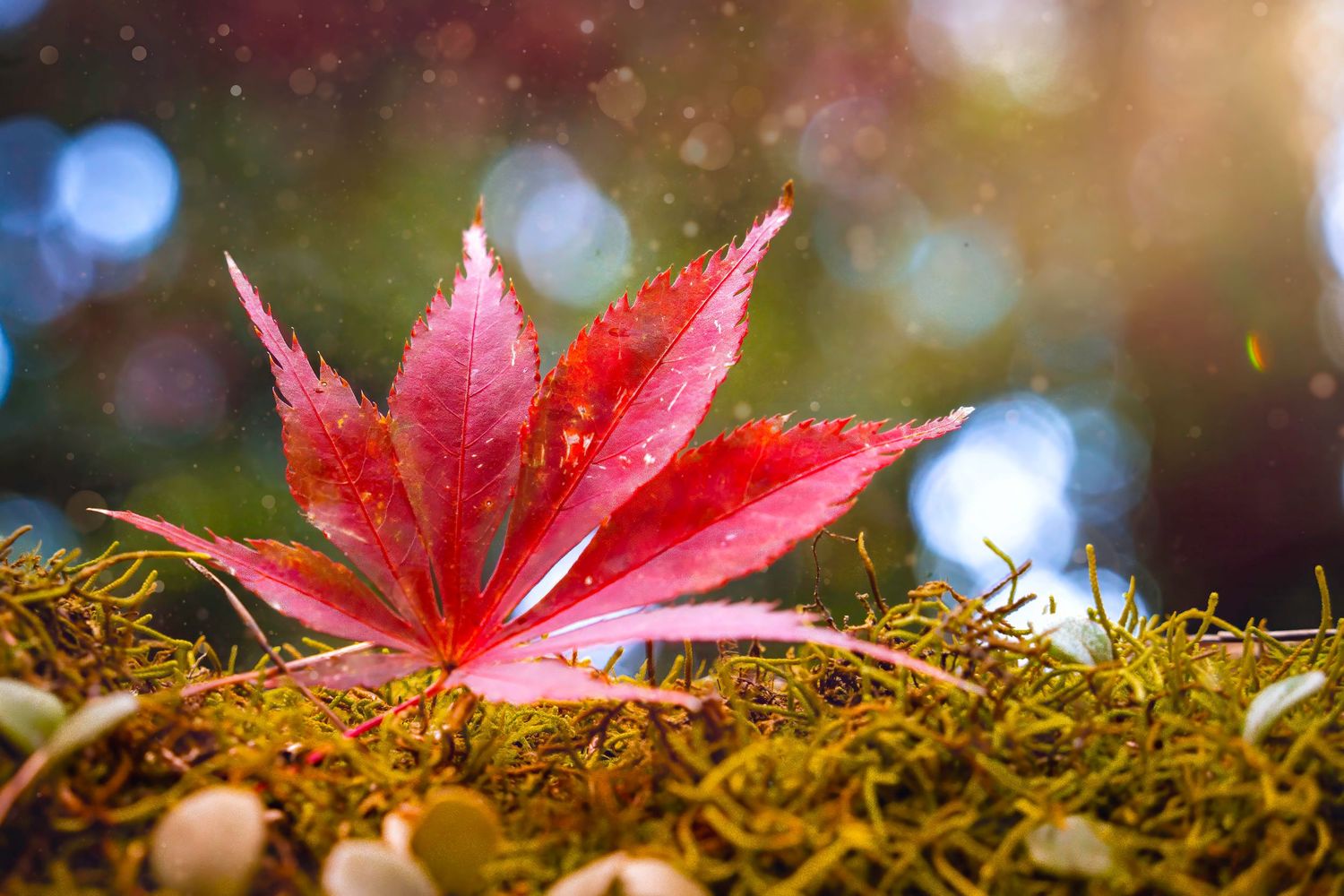 A vibrant red maple leaf rests on moss with dreamy bokeh lights in the background.