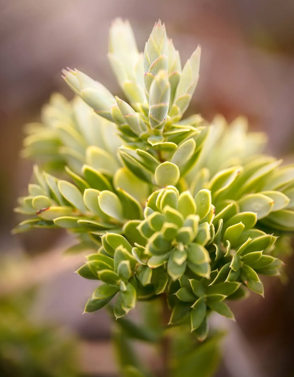 Close-up of a succulent plant with light green fleshy leaves arranged in a compact rosette pattern against a blurred background.