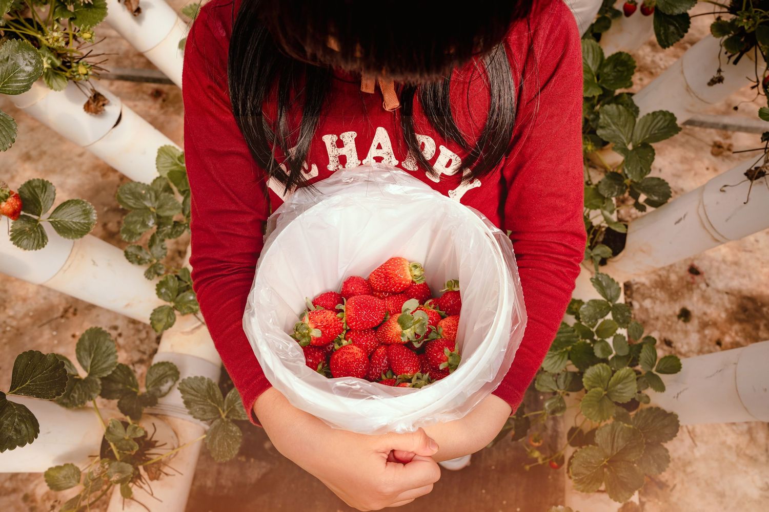 Top-down view of hands in a red sweater holding a plastic bag filled with fresh red strawberries among ivy leaves.
