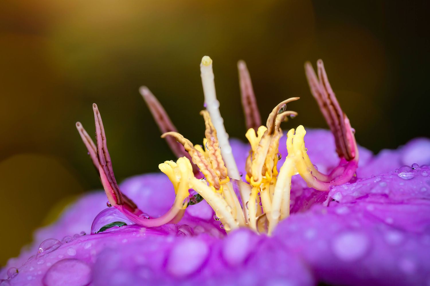 Extreme macro shot of a purple flower with yellow stamens and water droplets on petals in morning light.