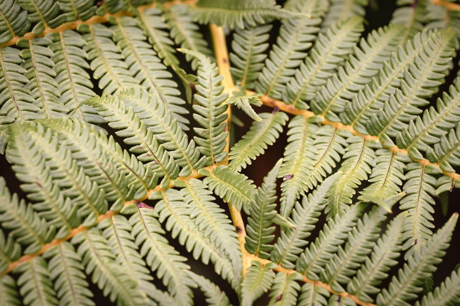 Close-up view of silvery-green fern fronds showing delicate patterns and textures in natural light.