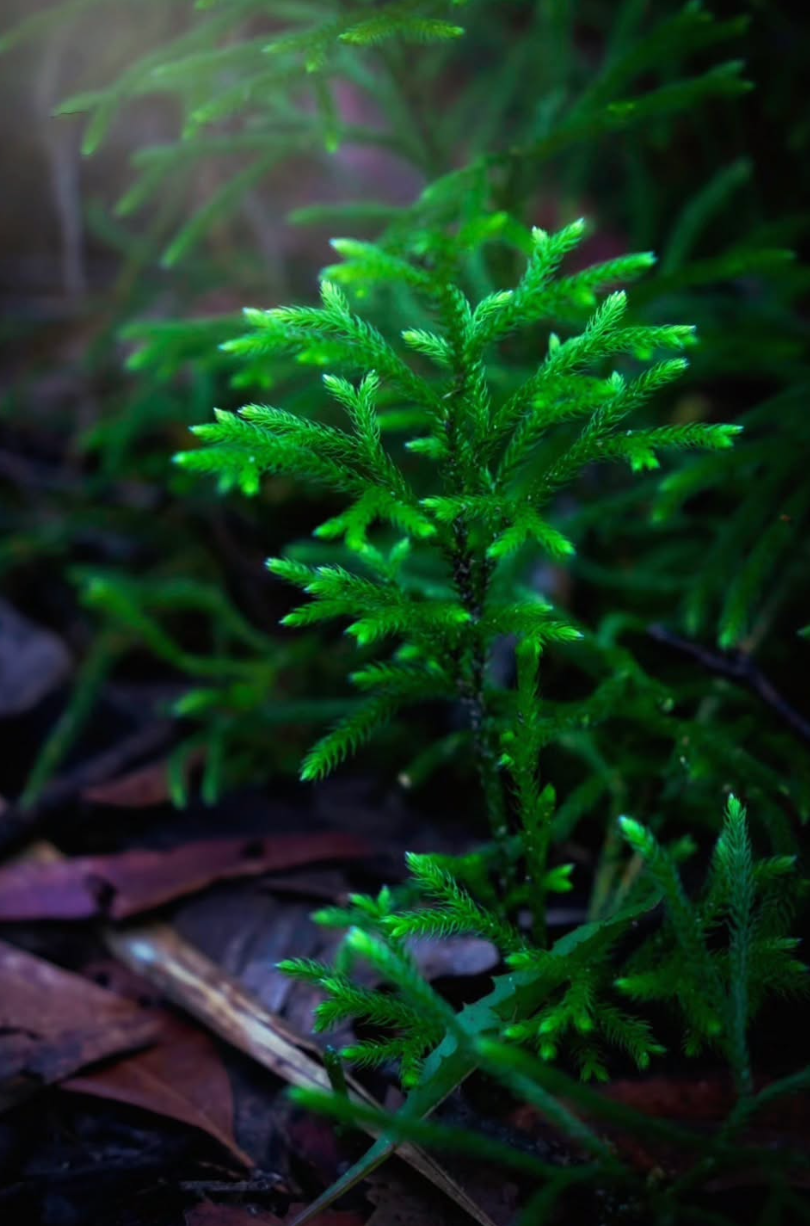 Close-up of vibrant green fern fronds growing among fallen brown leaves on forest floor in soft natural lighting.