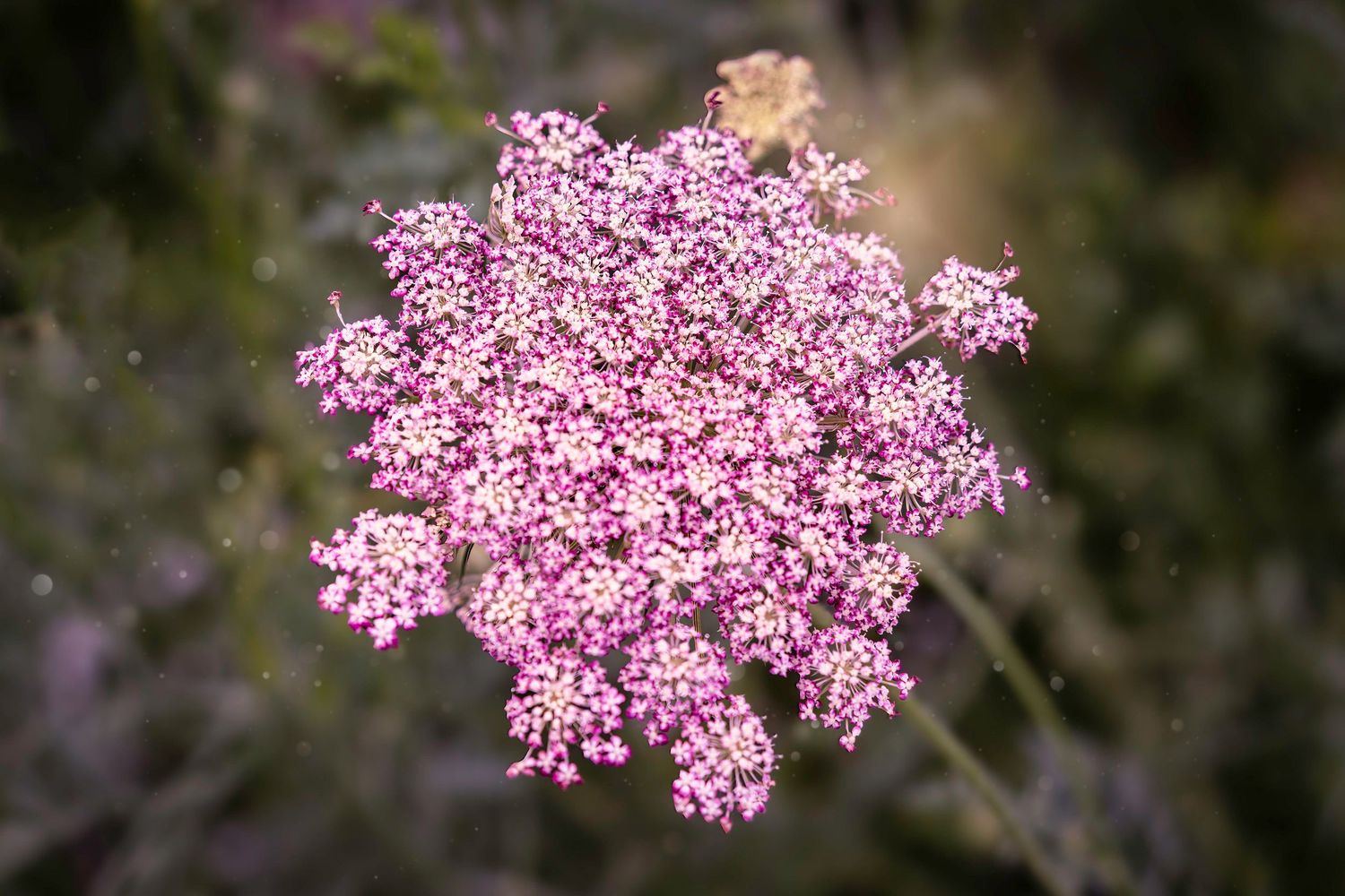 Close-up view of a pink Queen Anne's Lace wildflower cluster in full bloom against a blurred natural background.