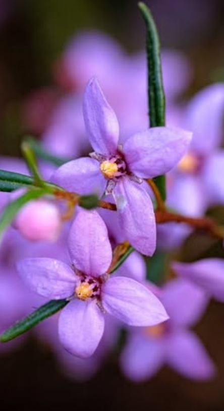Delicate purple boronia flowers with yellow centers bloom in soft focus against a dark background.