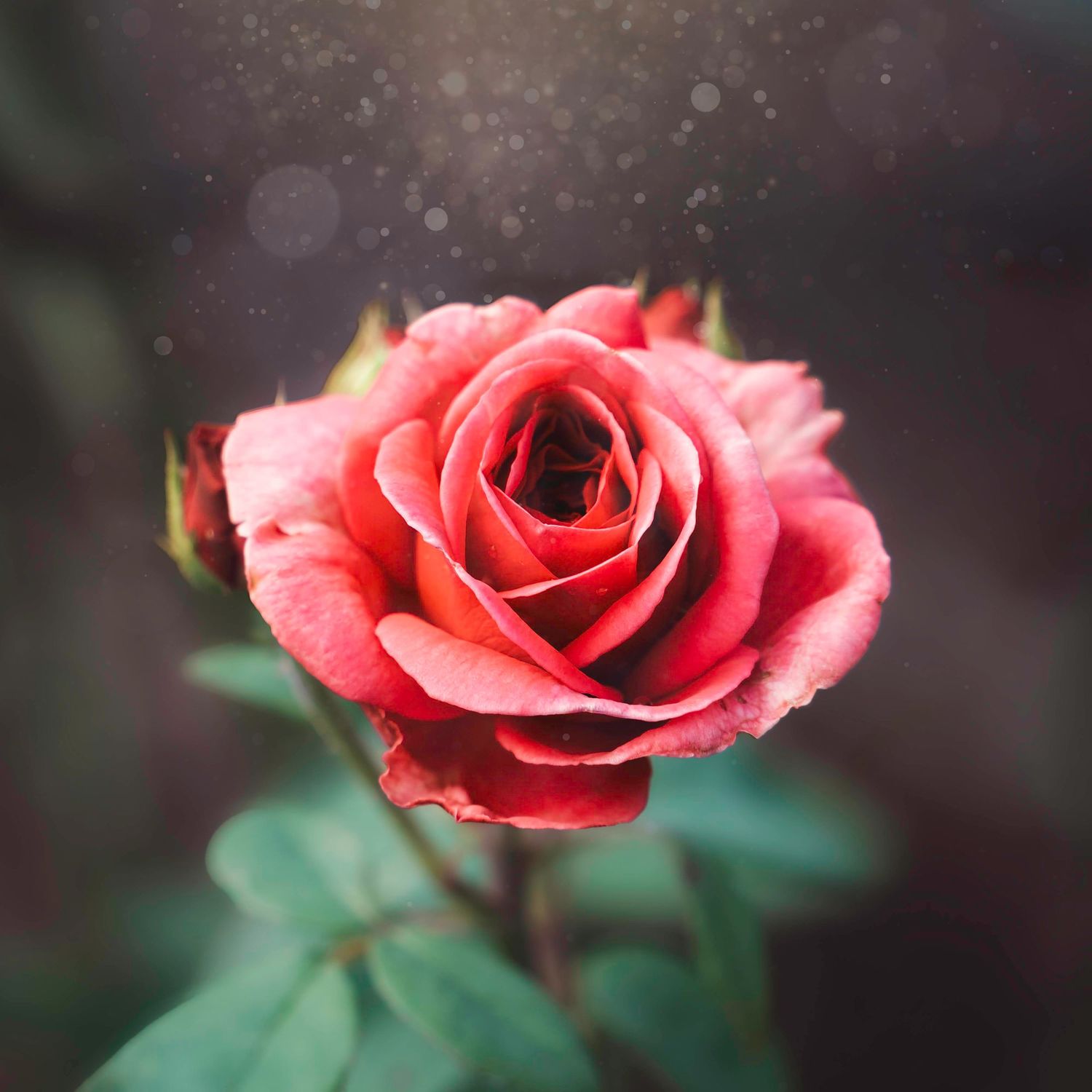 Beautiful coral pink rose bloom with soft bokeh background and delicate petals in a dreamy garden setting.