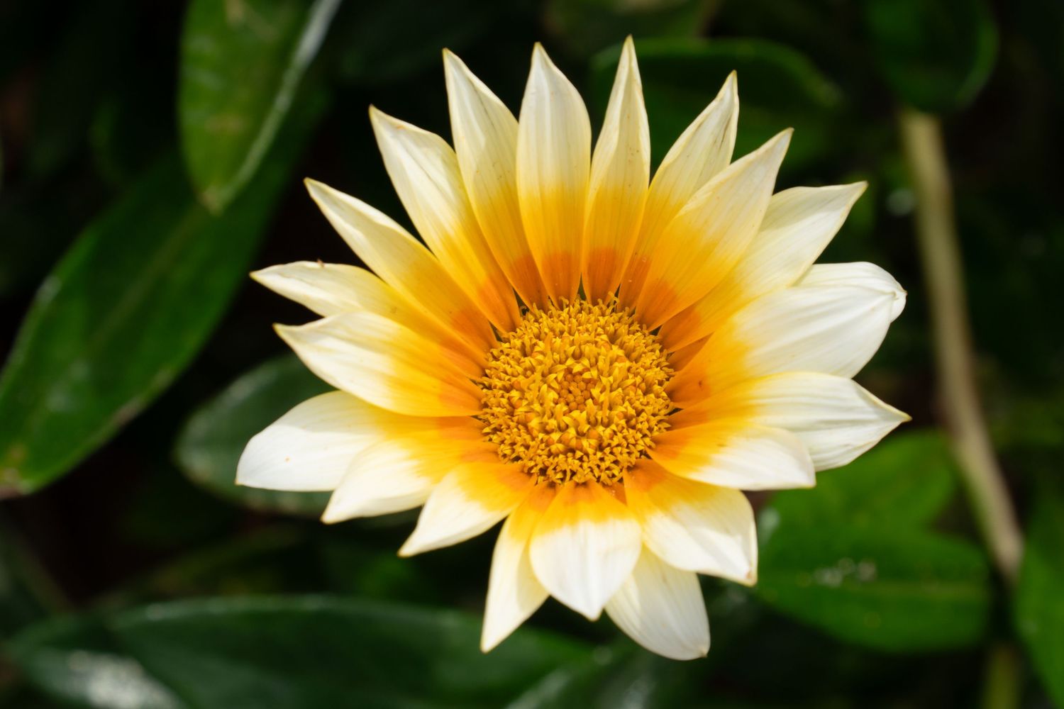 A white and yellow gazania flower blooms with vibrant orange center against dark green foliage in sunlight.