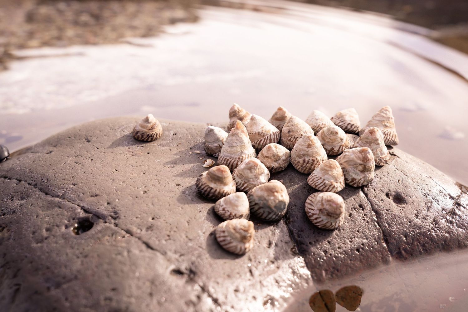 Several snail shells rest on sandy or dusty surface showing a collection of spiral gastropod shells in natural light.