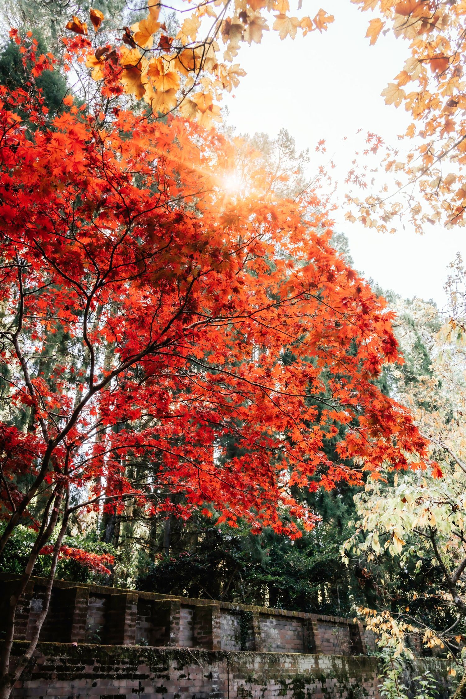 Vibrant red autumn maple leaves cascade over an old stone wall as sunlight filters through the foliage on a peaceful day.