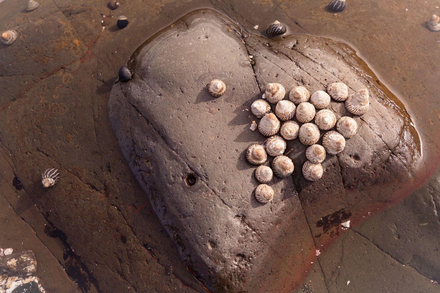 Multiple photographs showing chocolate truffles being coated in cocoa powder on a rustic wooden surface.