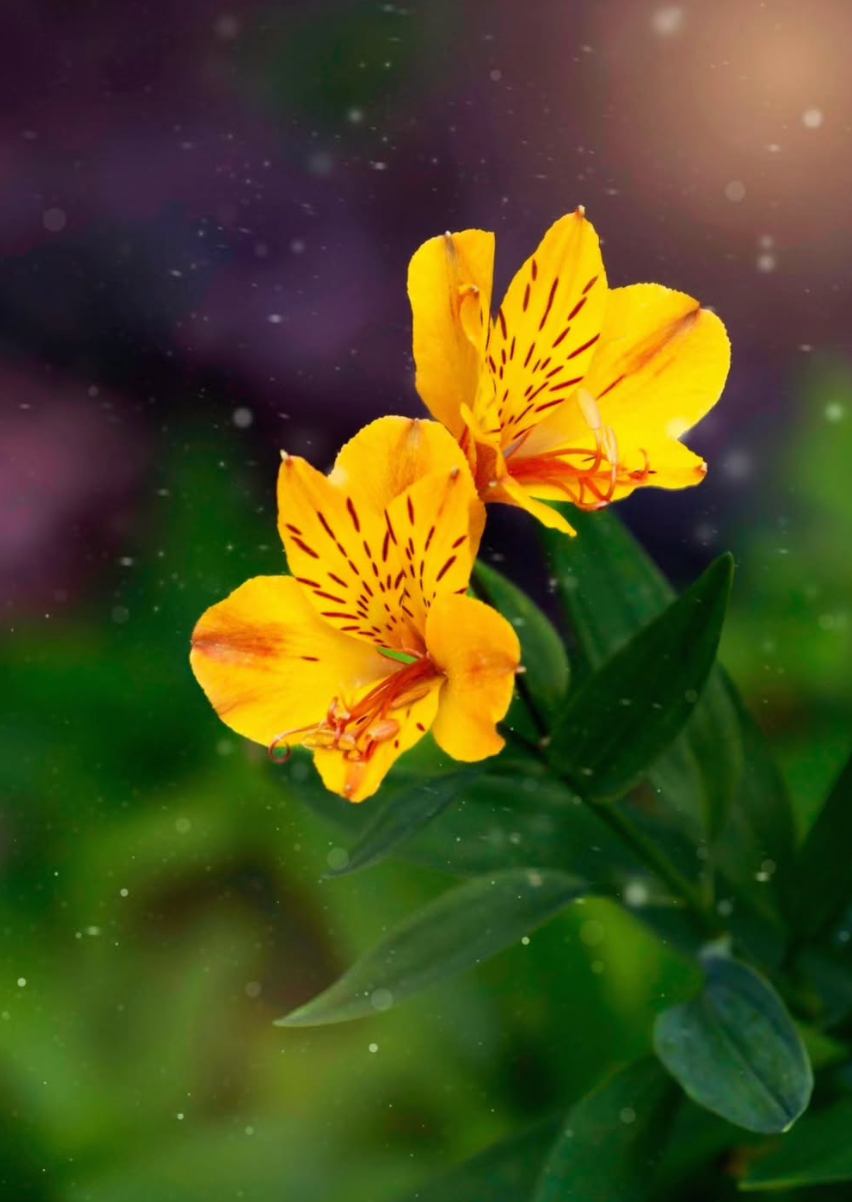 Two vibrant yellow Alstroemeria (Peruvian lily) flowers blooming against a blurred dark green background.