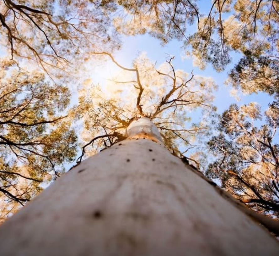 Three bird's eye view photos of a forest canopy with golden leaves during autumn season.