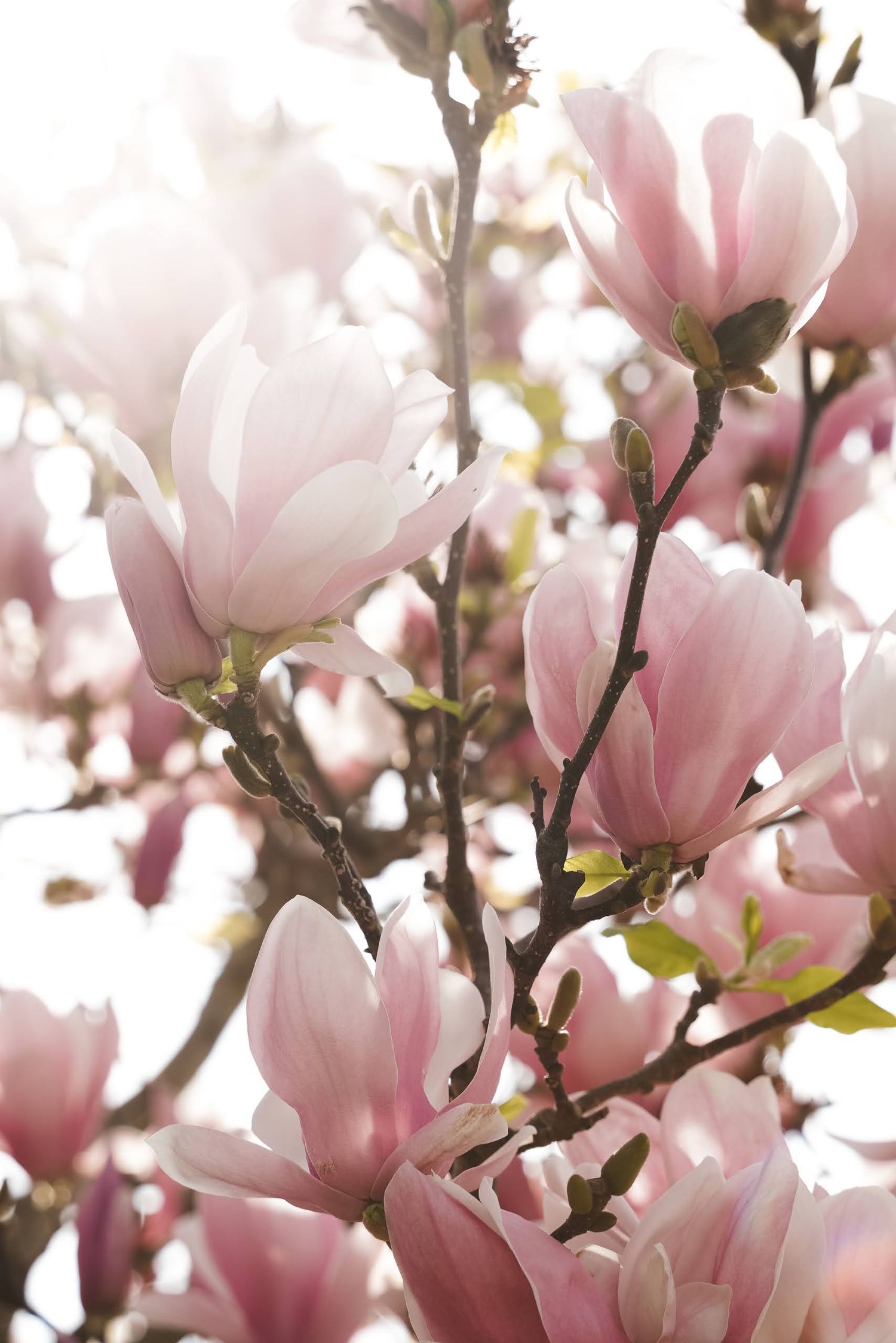Beautiful pink magnolia blossoms blooming on tree branches against soft blurred background in springtime.