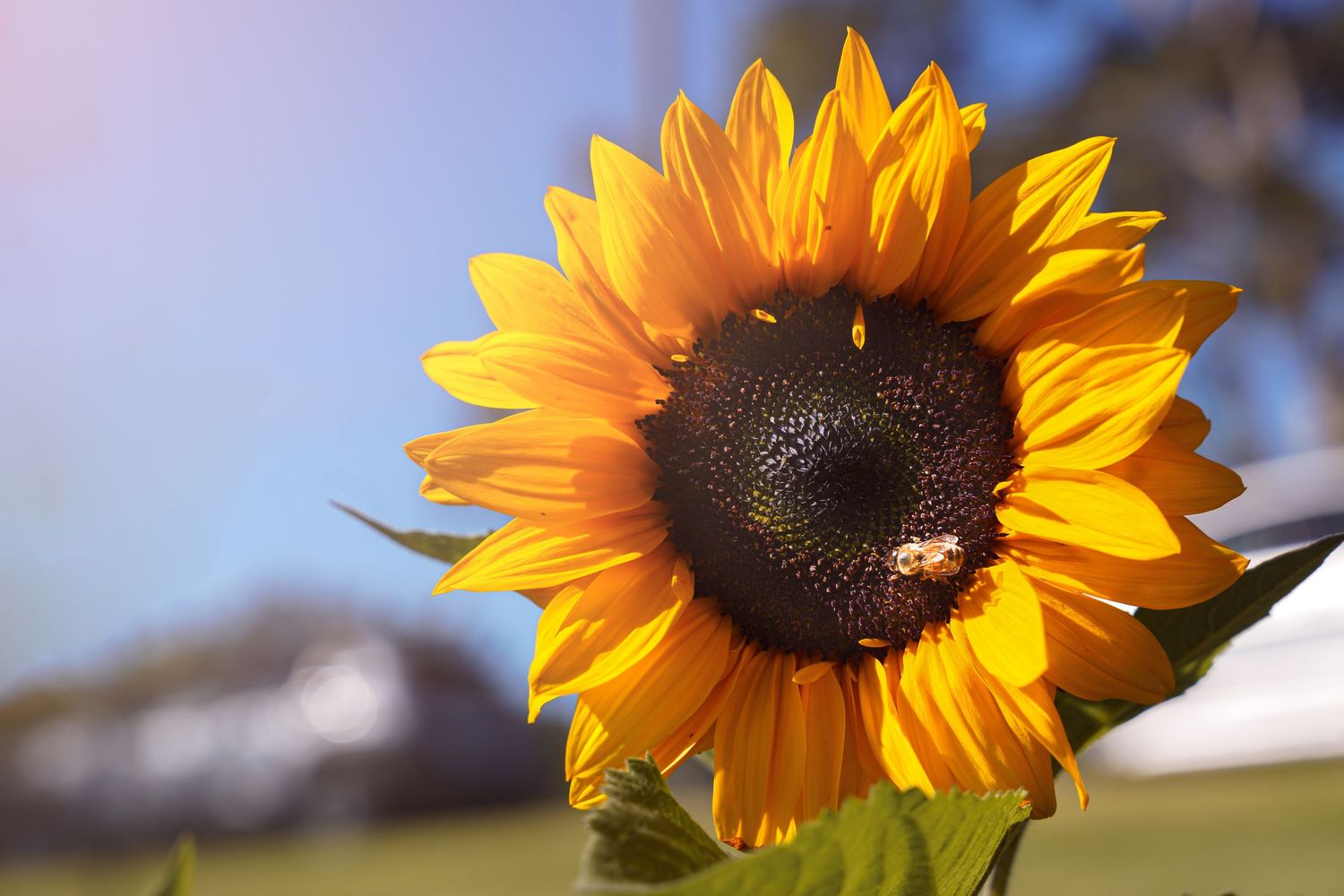 Close-up view of vibrant sunflower petals glowing in sunlight against blue sky background.