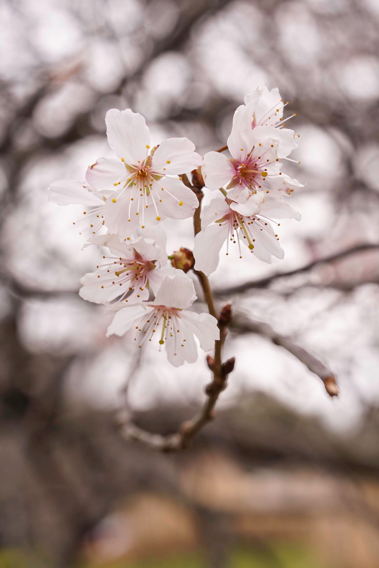 Close-up photograph of delicate white cherry blossoms with pink undertones blooming on tree branches in spring.