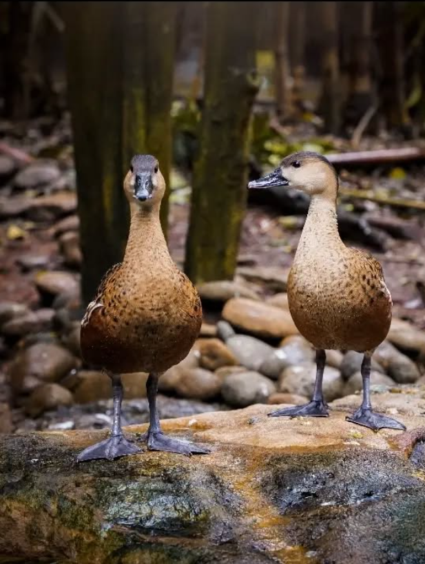 Two brown speckled ducks standing on a rock in a woodland environment with fallen leaves in the background.
