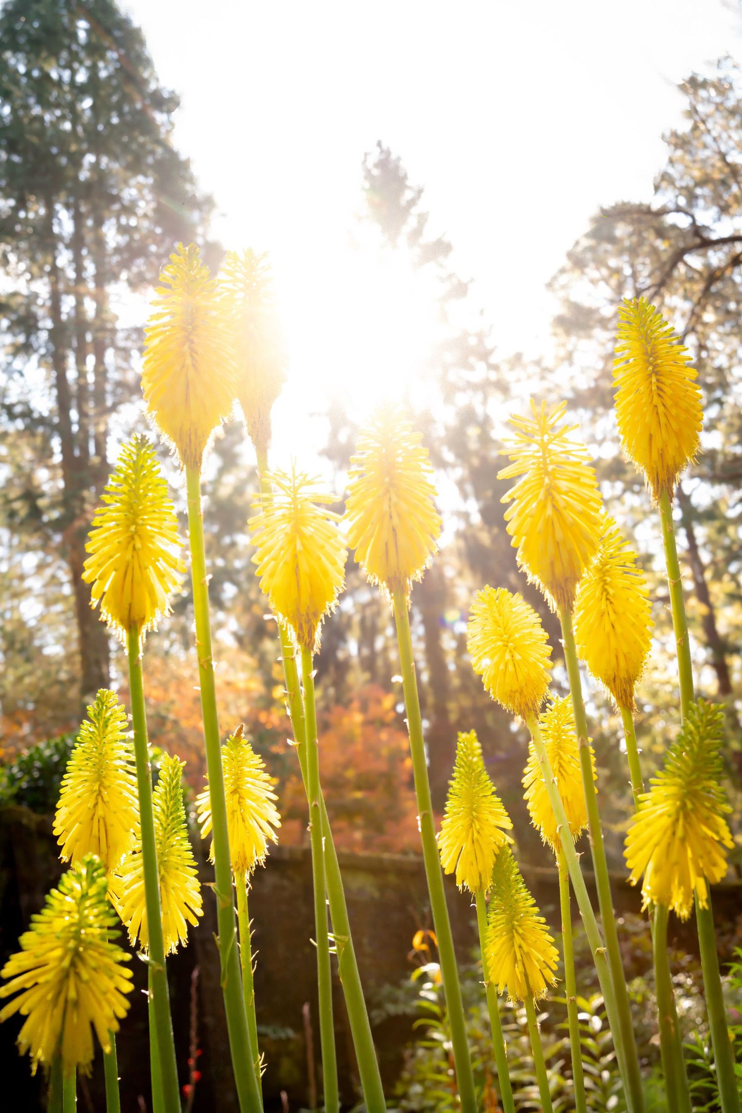 Bright yellow kniphofia flowers backlit by sunlight streaming through tall trees in a garden setting.