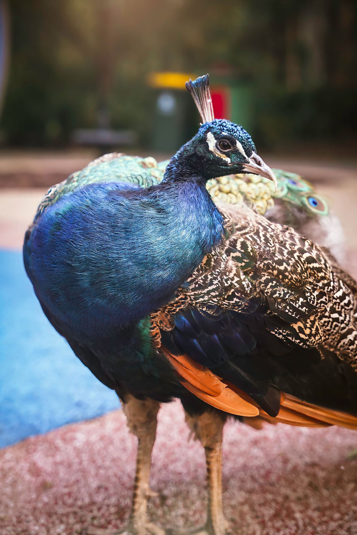 A vibrant blue peacock displays its regal plumage and distinctive crest while standing on pink ground with blurred background.