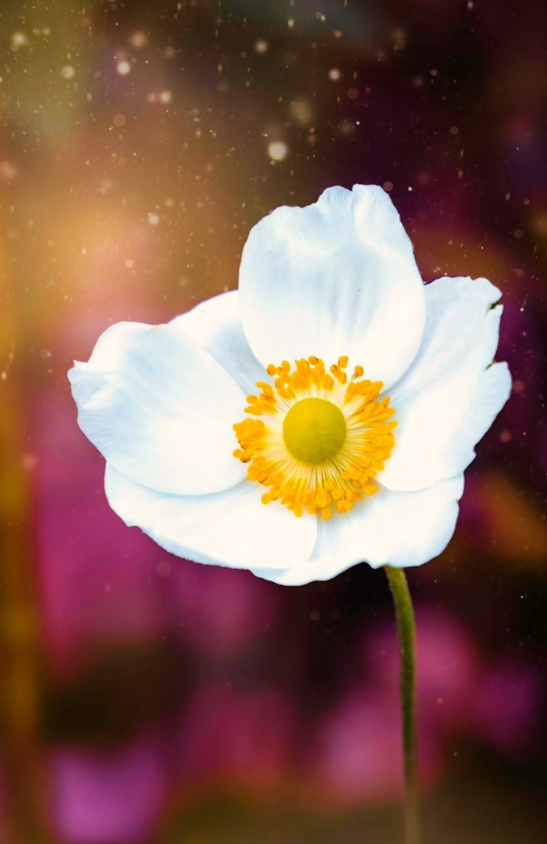 A delicate white Japanese anemone flower with yellow stamens blooms against a dreamy bokeh background of pink and gold.