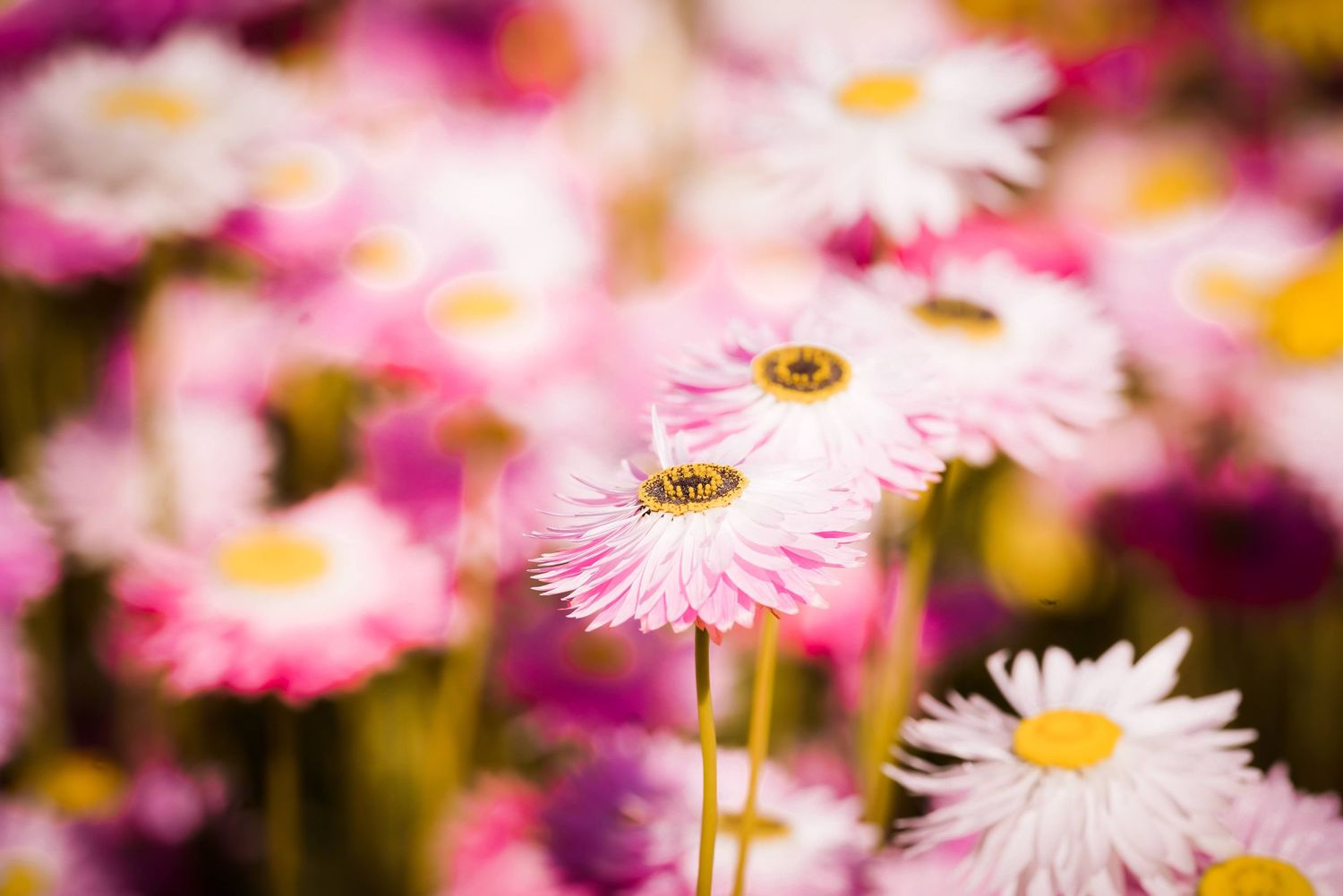 Pink and white daisy flowers bloom in soft focus with vibrant purple bokeh background effect.