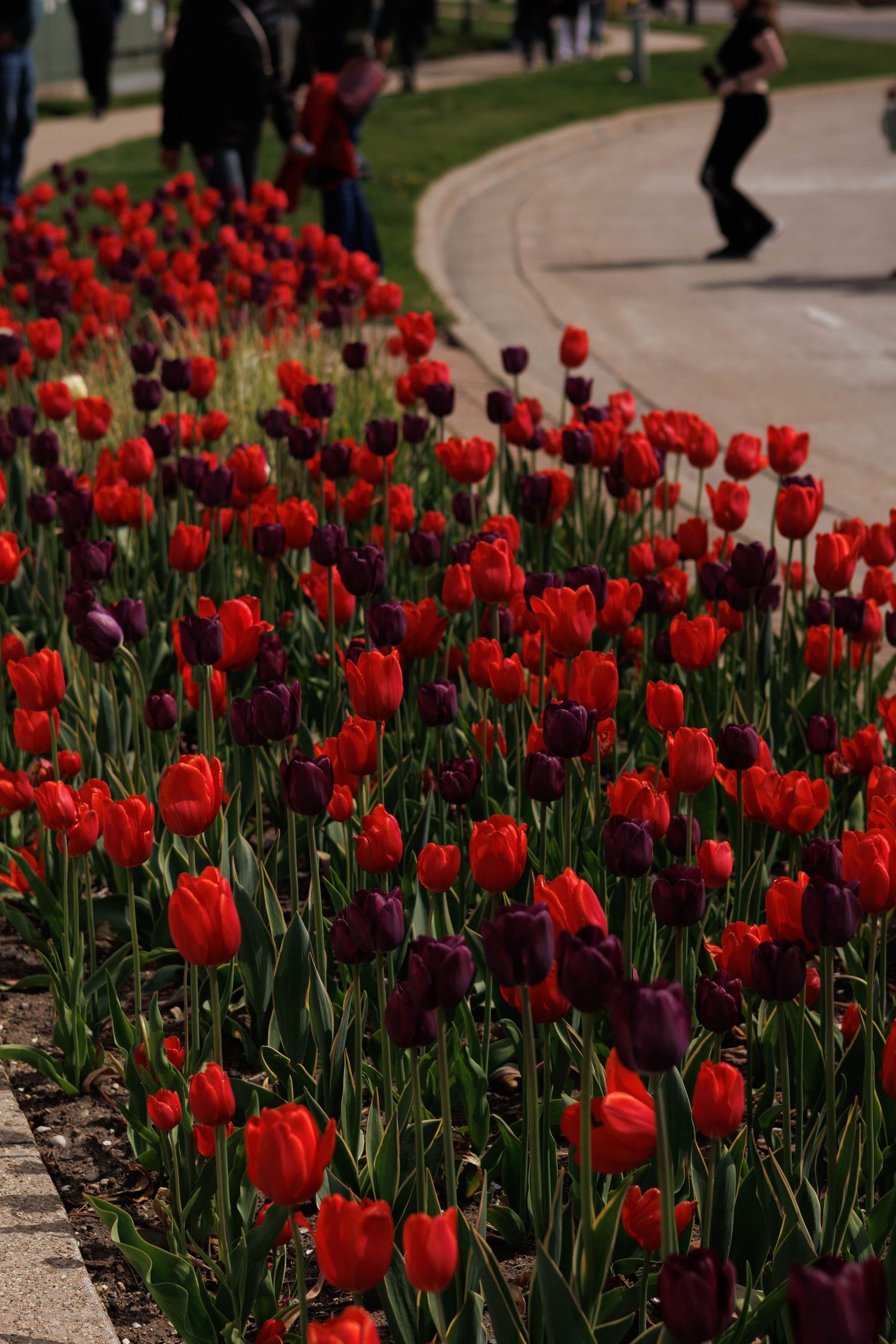 Tulip time festival