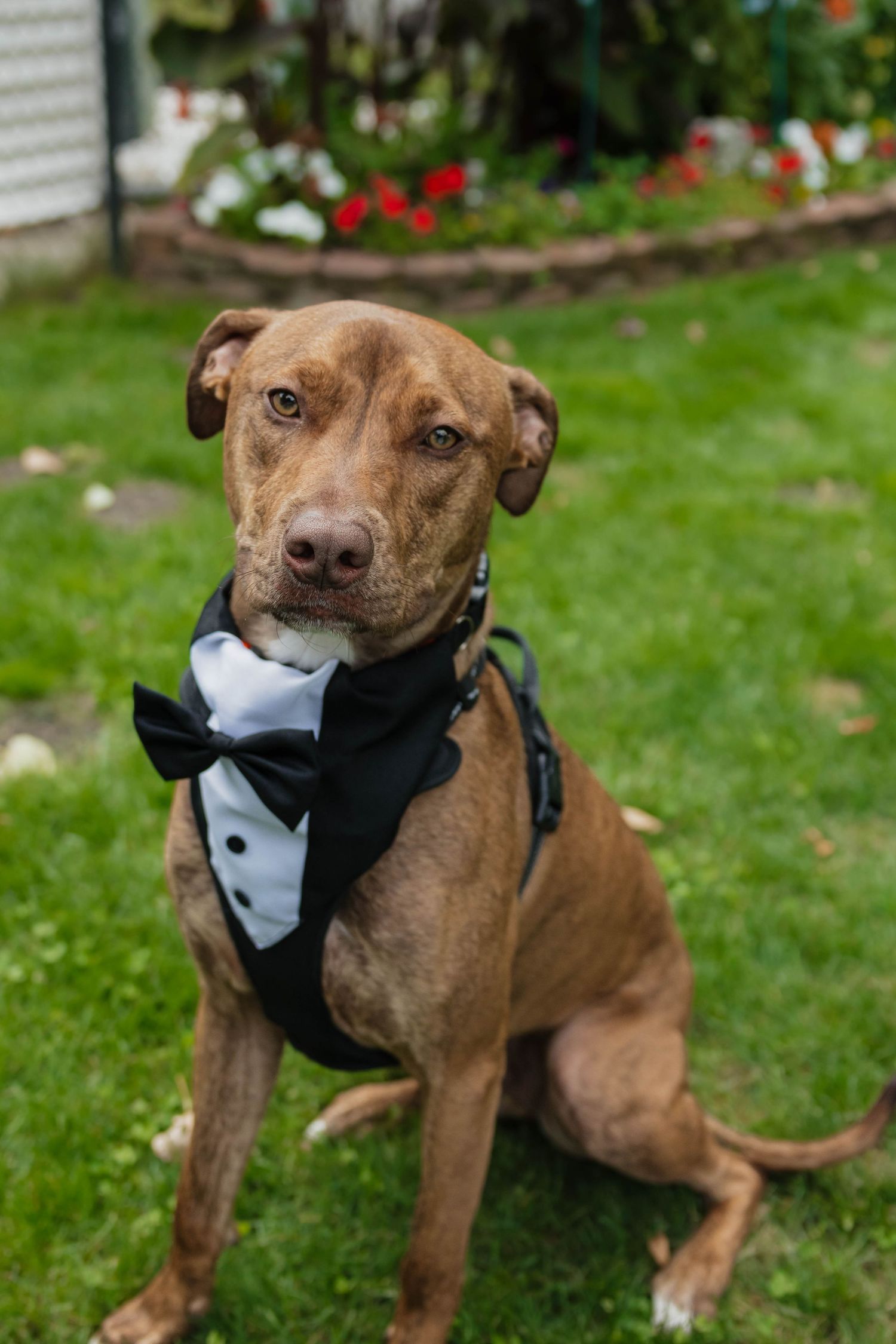 Brown pit bull mix dog wearing black and white tuxedo bandana sitting on green grass.
