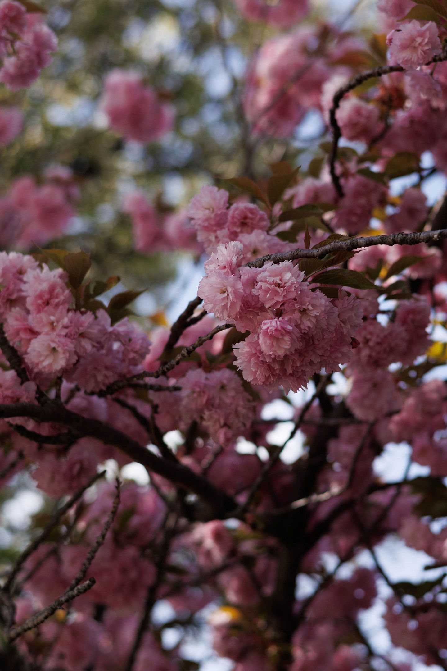 Blooming trees in holland, MI
Photo by: Lydia Rae Photography